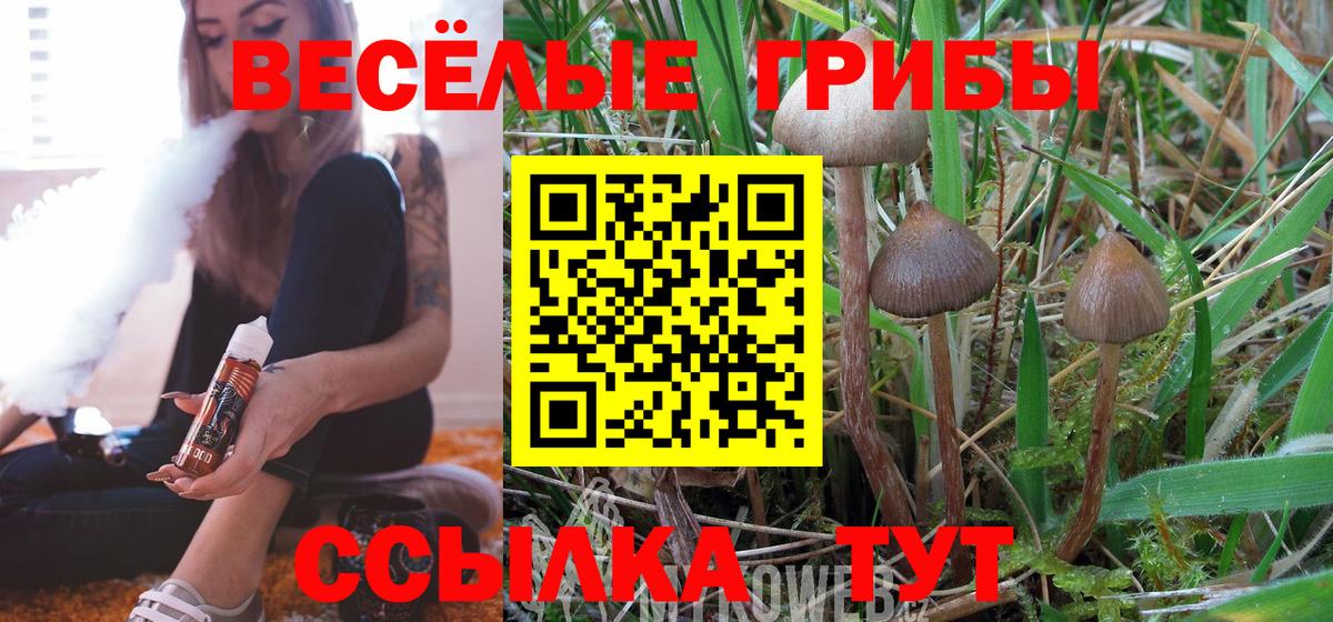 Псилоцибиновые грибы Cubensis  Вход с VPN  Дивногорск 